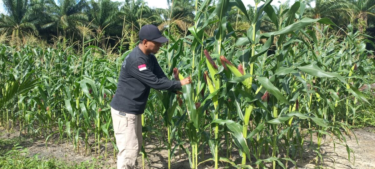 Memberdayakan Petani di Riau untuk Memperbaiki Praktik Pertanian dan Meningkatkan Hasil Panen