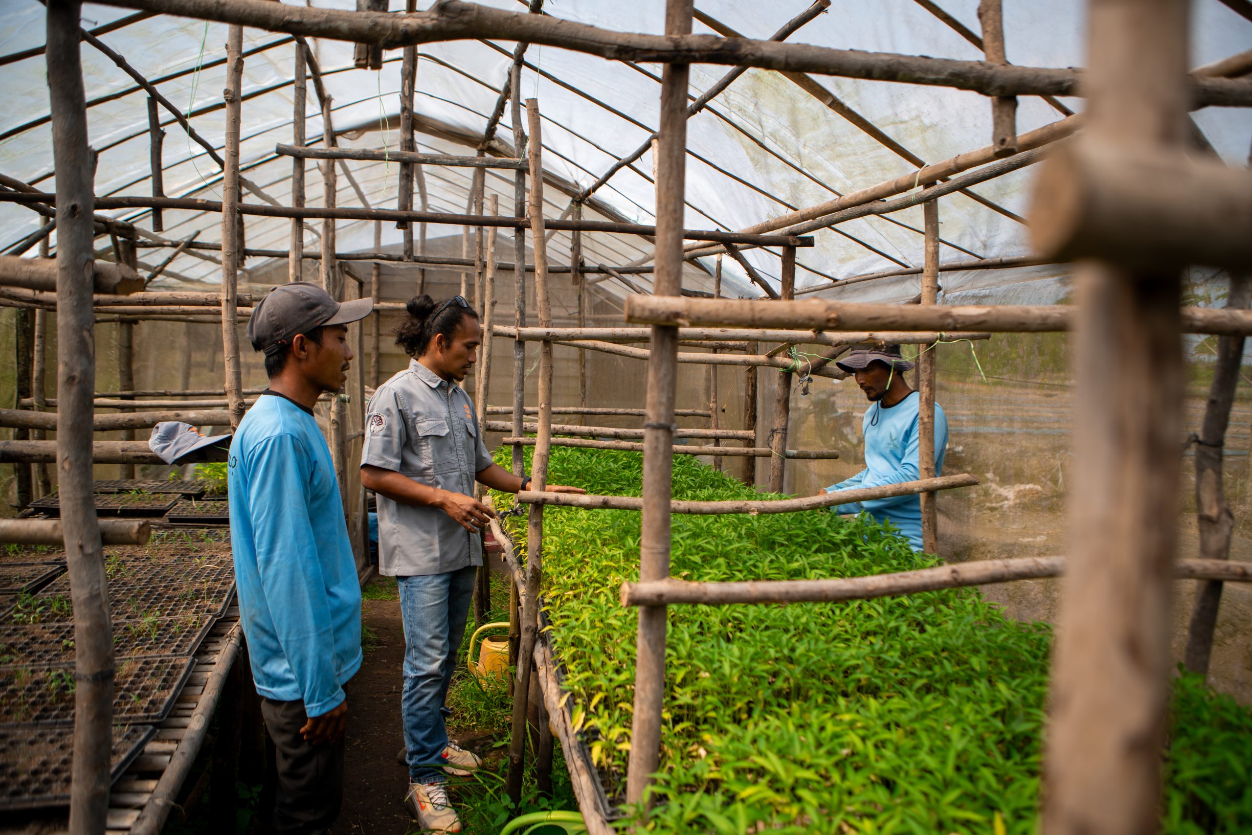 Dari Penebang Menjadi Petani: Perjalanan Transformasi di Riau, Indonesia