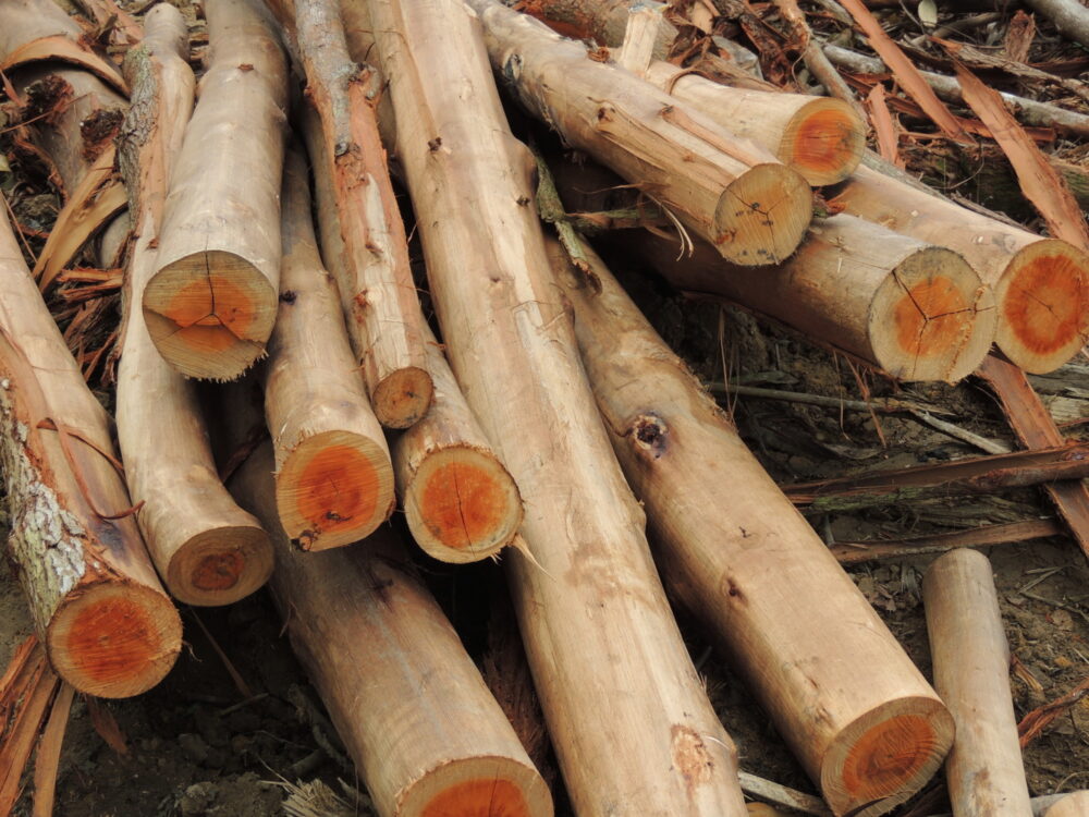Penebang di Giam Siak Kecil, Indonesia
